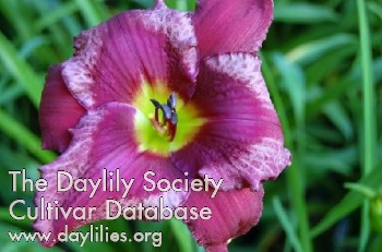 Daylily Dr Van's Lily Merlot